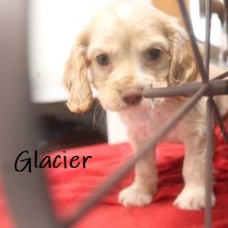 puppy, for, sale, Cocker Spaniel, Joe & Cherri  Overlease, dog, breeder, Miller, MO, dog-breeder, puppy-for-sale, forsale, nearby, find, puppyfind, locator, puppylocator, aca